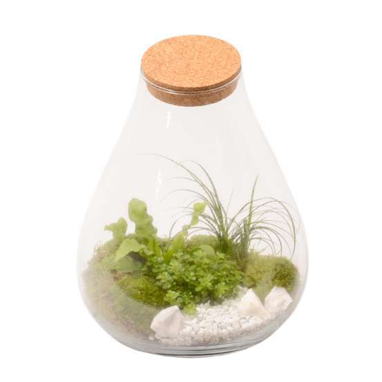 Terrarium penché avec bouchon liège D30cm