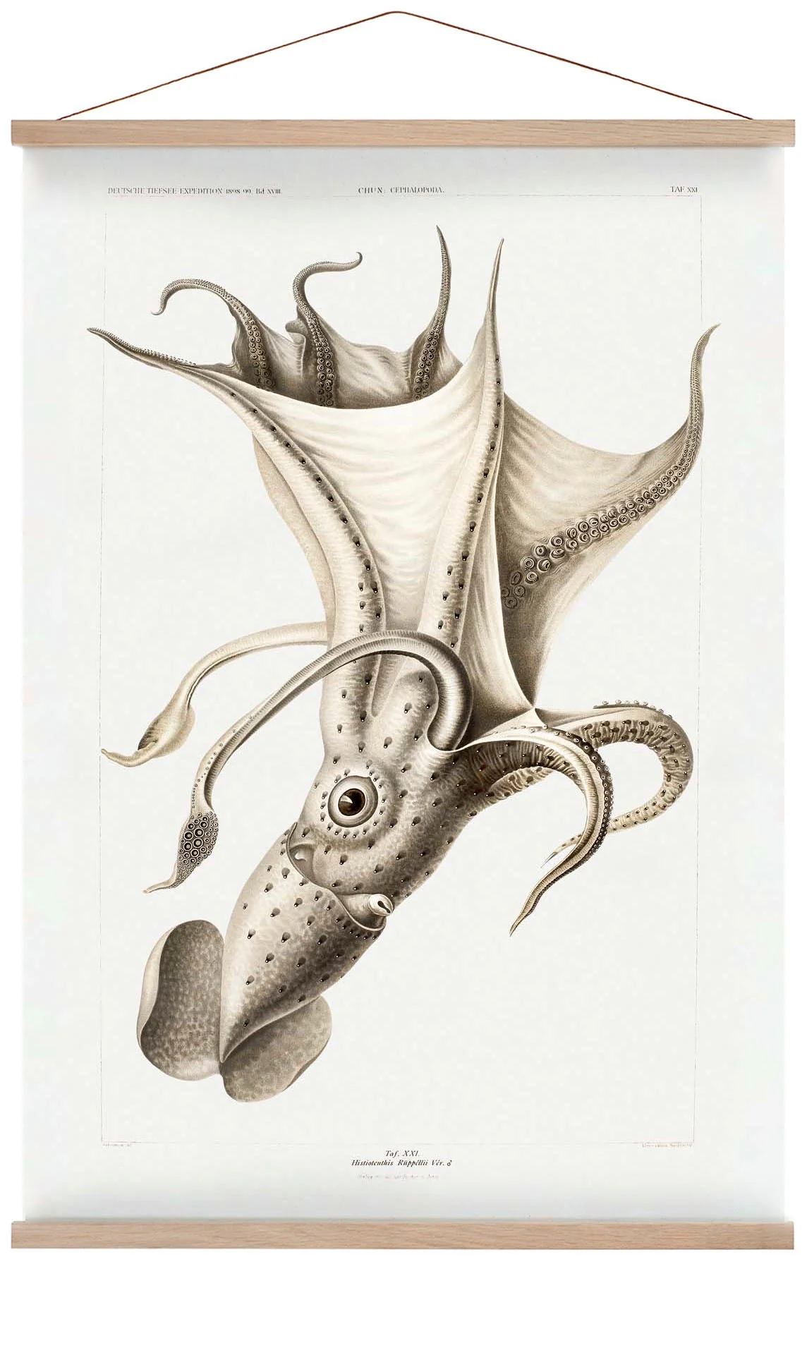 Fahler Tintenfisch
