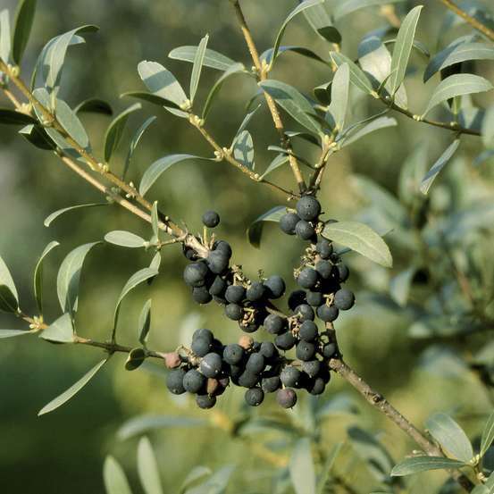 Phillyrea angustifolia: hauteur 100/125 cm conteneur 18 litres