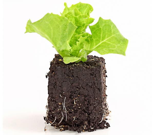 Bio Pflücksalat 'Lollo Bionda', 6er Schale