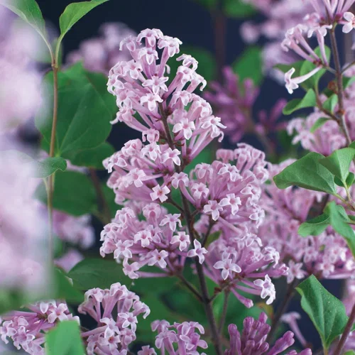 Syringa meyeri 'Palibin' Dvergsyrin 'Palibin' oppstammet Høyde 100 cm