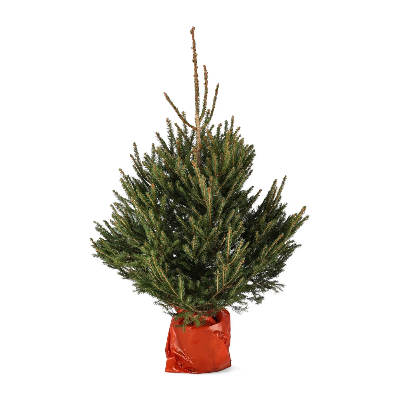 Picea abies Gran i potte Høyde 130 cm