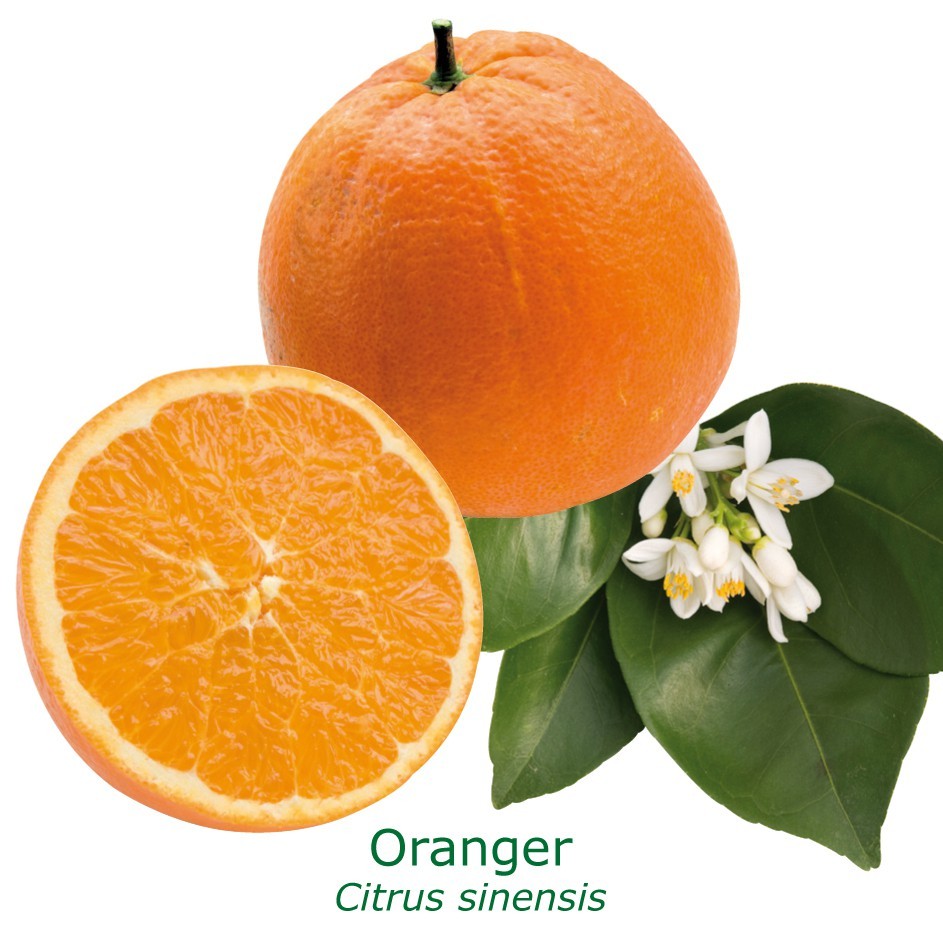 Oranger calabrese bio tailles:pot de 3 litres, hauteur 30/40 cm
