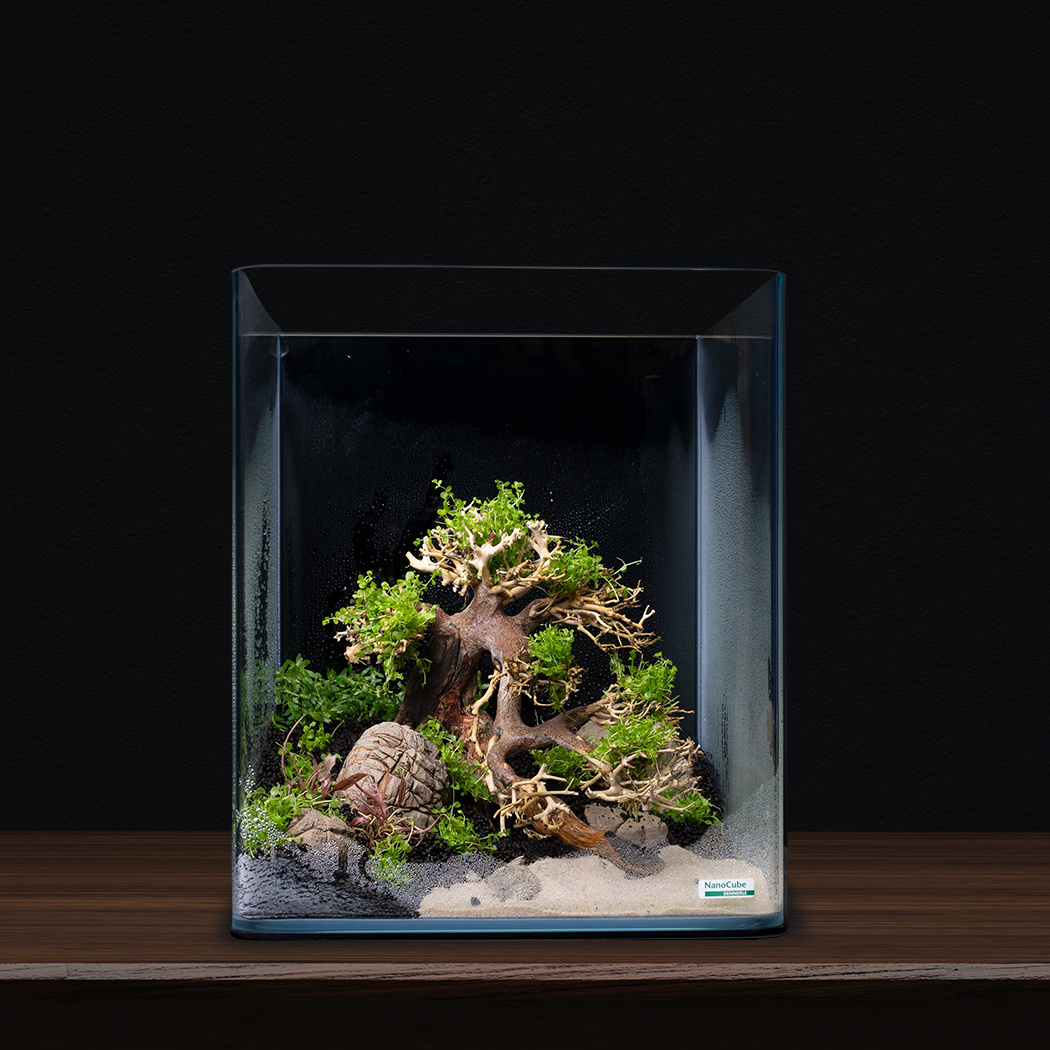 Plantenpakket Bonsai | Plantenpakket aquarium