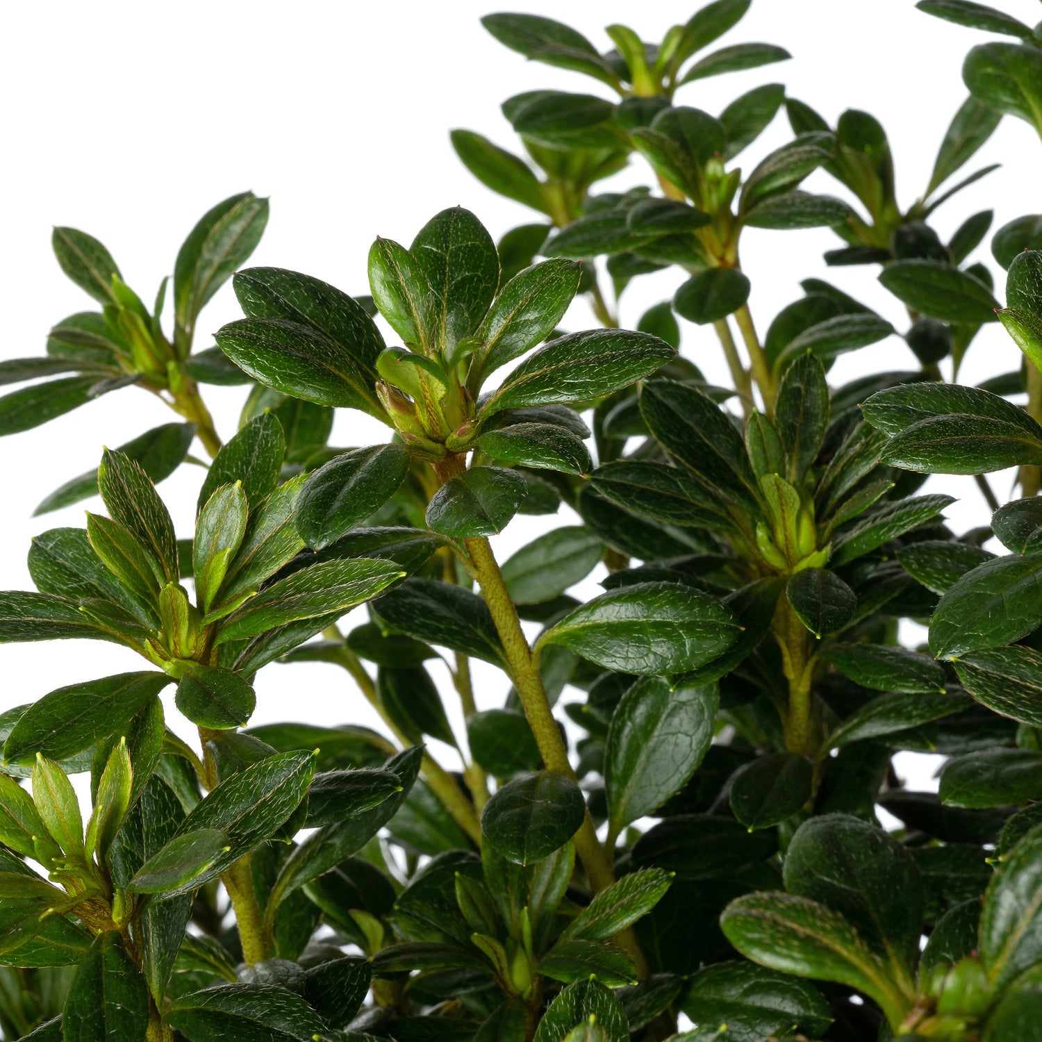 Japanse Azalea (Rhododendron japonica 'Evergreen') gemengd D 19 H 40 cm