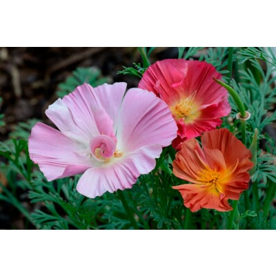 Blumensamen für trockene heiße Plätze