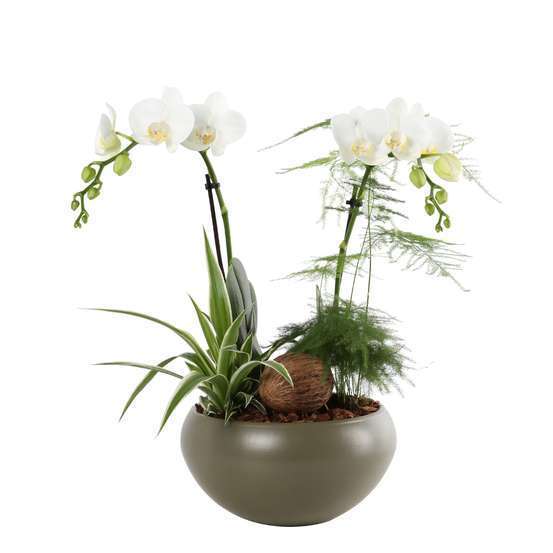 Composition Phalaenopsis 2 tiges : pot Ø21 cm