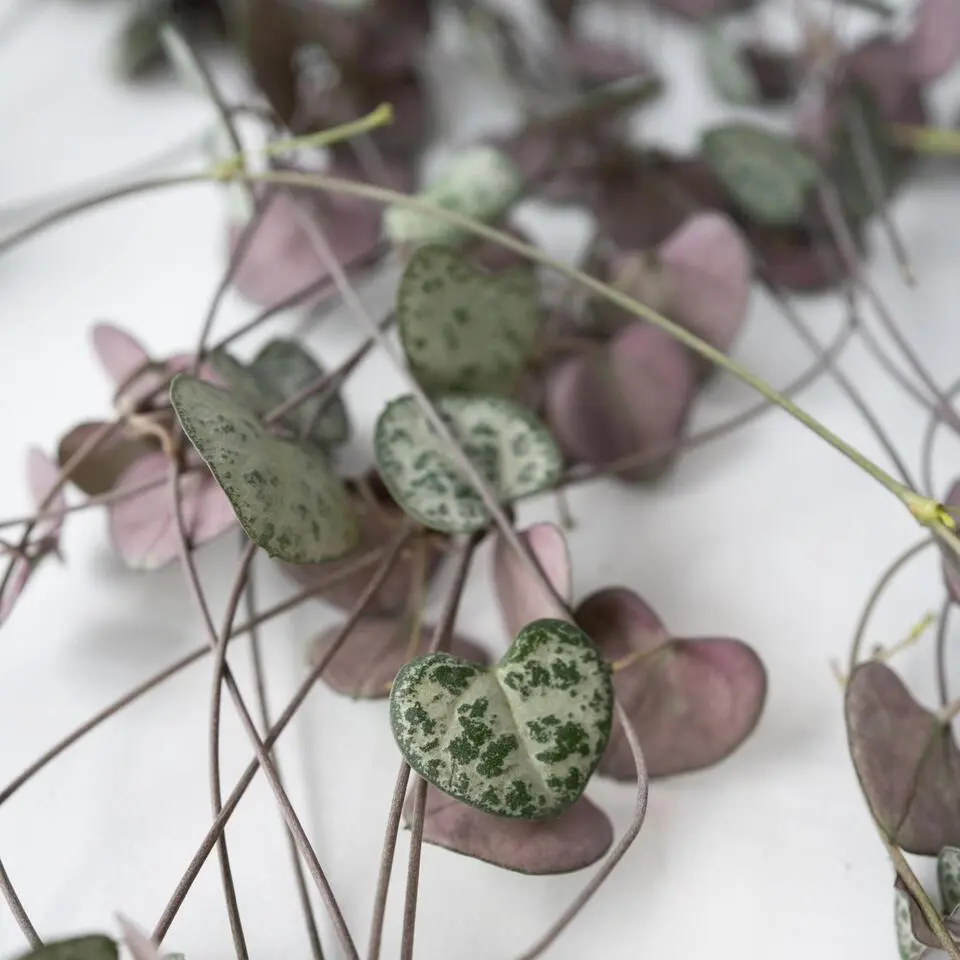 Chinees lantaarnplantje - Ceropegia linearis Woodii - Hoogte 20-30cm - ⌀14cm
