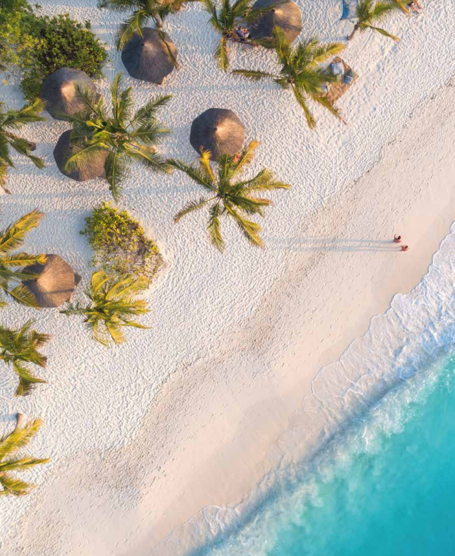 Palm Tree Destinations