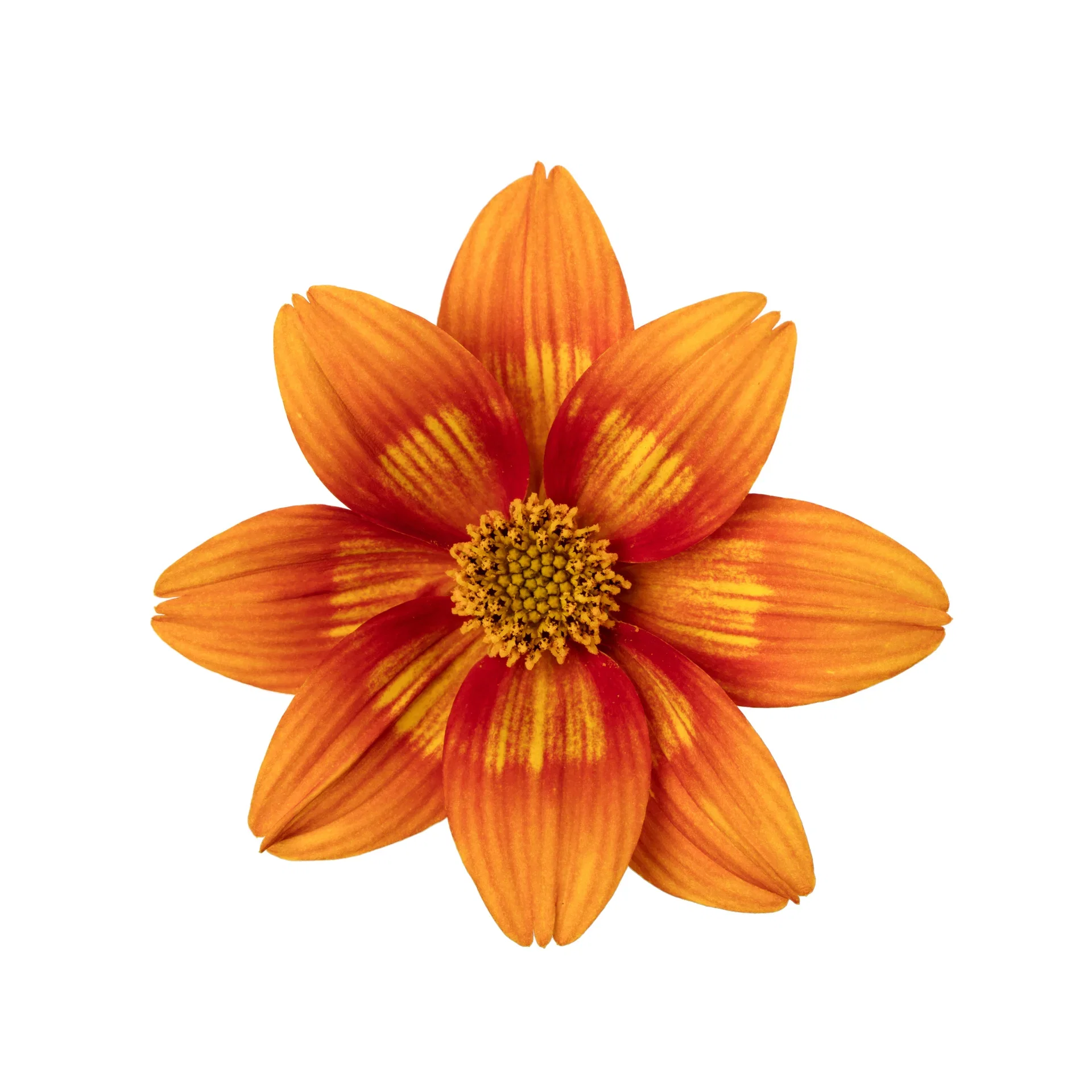 Bidens brazen 'Glowing Sky’ 12 cm Bidens 'Glowing Sky’ Ø12 cm