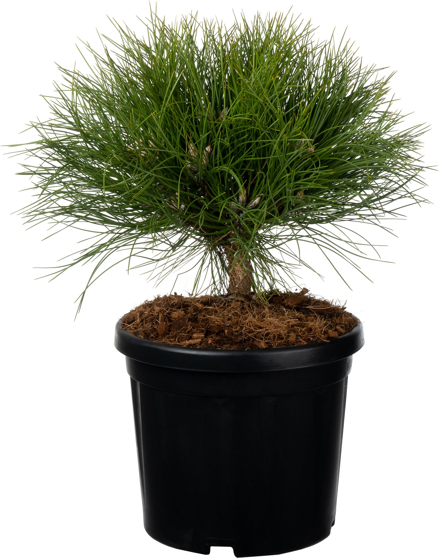 Zwarte Den (Pinus nigra 'Marie Brégeon') D 24 H 30 cm