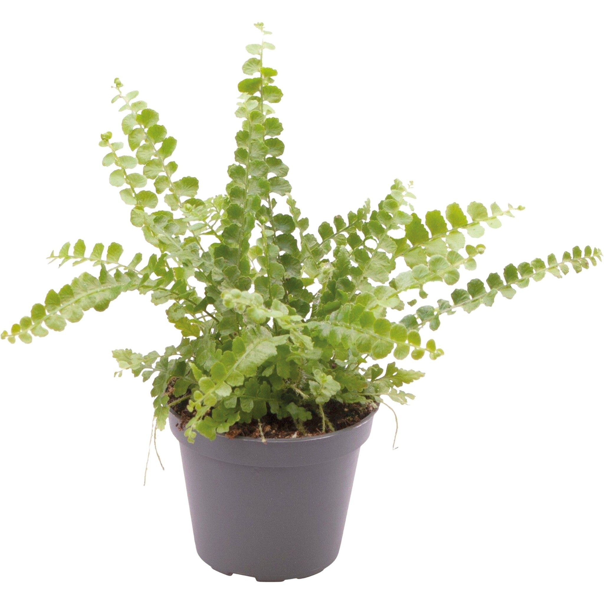 Terraplant Nephrolepis Exaltata Duffy