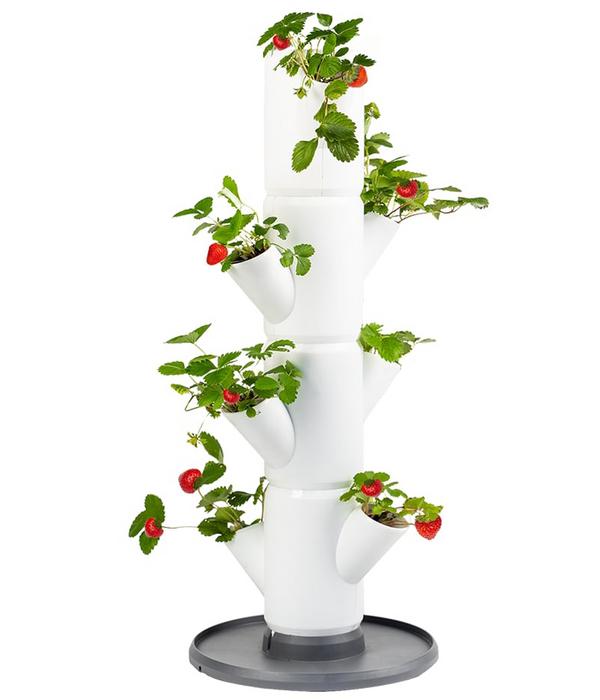 Gusta Garden Erdbeerbaum Sissi Strawberry