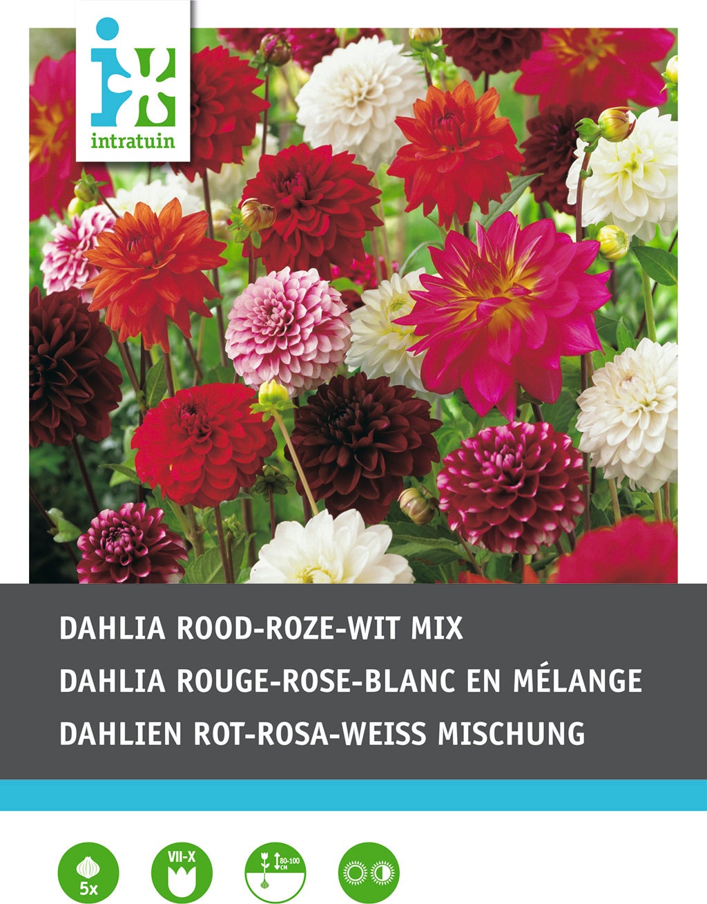 Intratuin Dahlia knol (Dahlia) rood wit roze gemengd 5 stuks