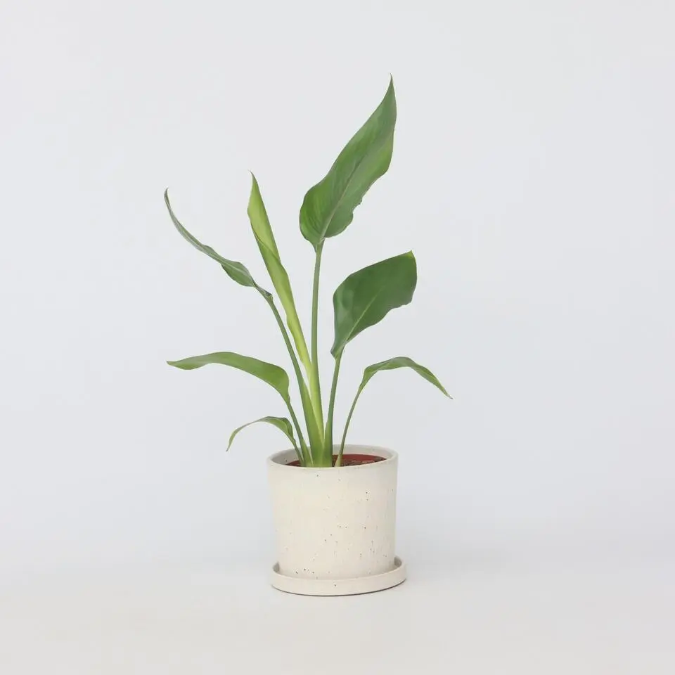 Paradijsvogelbloem - Strelitzia reginea - Hoogte 25-40cm - ⌀9cm