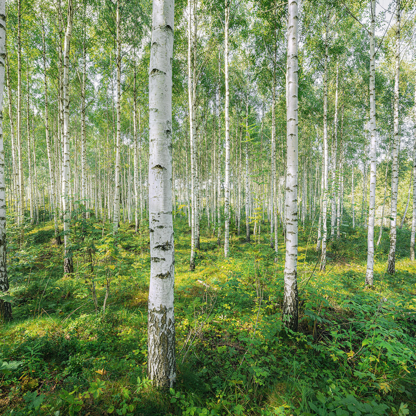 Papier Fototapete SUNNY DAY - bunt - 368x254 cm