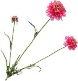 Silk-Ka kunstbloem Scabiosa paars 66 cm