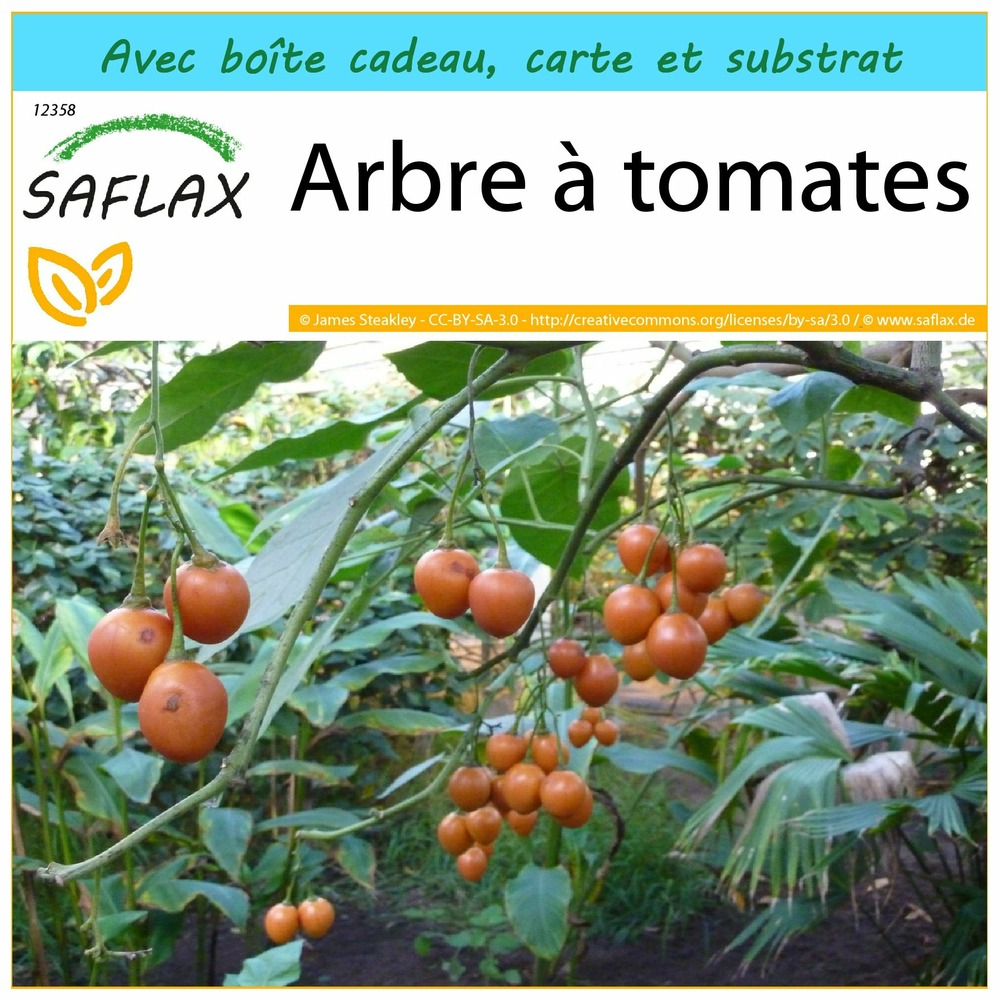 Kit cadeau - arbre à tomates - 50 graines - cyphomandra betacea