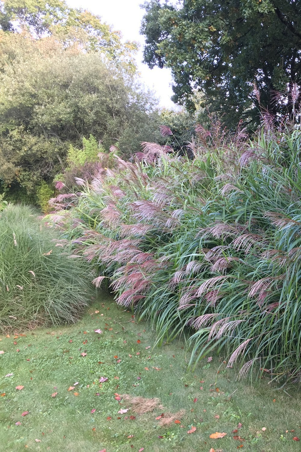 Miscanthus 'gracillimus' - 3l