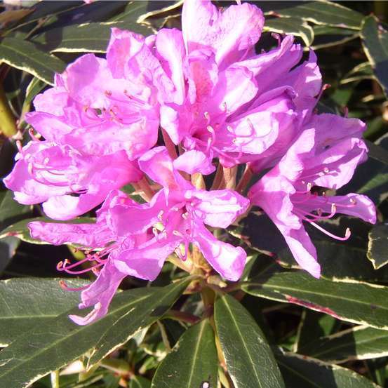 Rhododendron hybride : C.7L 40/50 - Coloris variables
