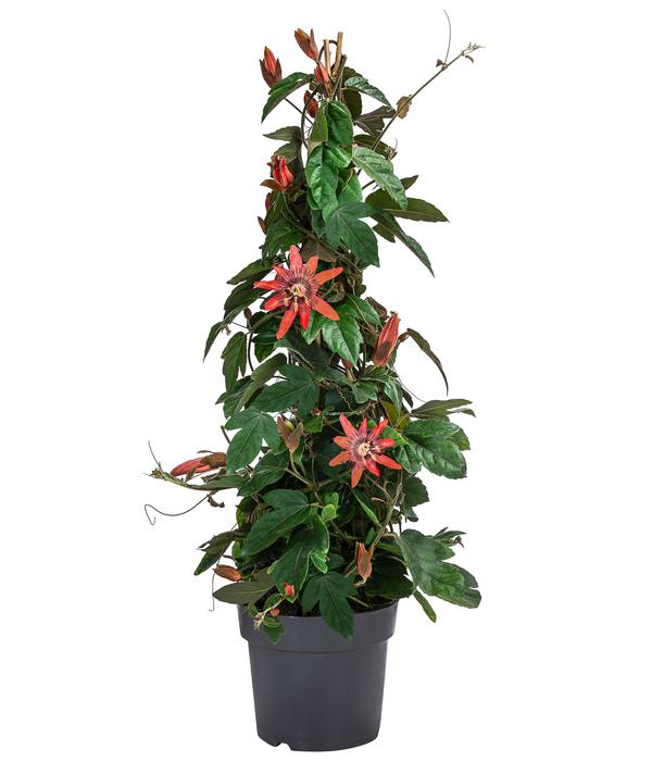 Passionsblume, Pyramide, verschiedene Sorten