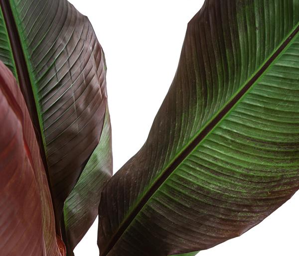 Rote Zierbanane 'Maurelii'