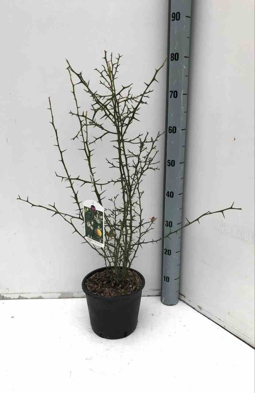 Poncirus trifoliata cv flying dragon (citron du nord) taille pot de 3 litres - 50/60 cm