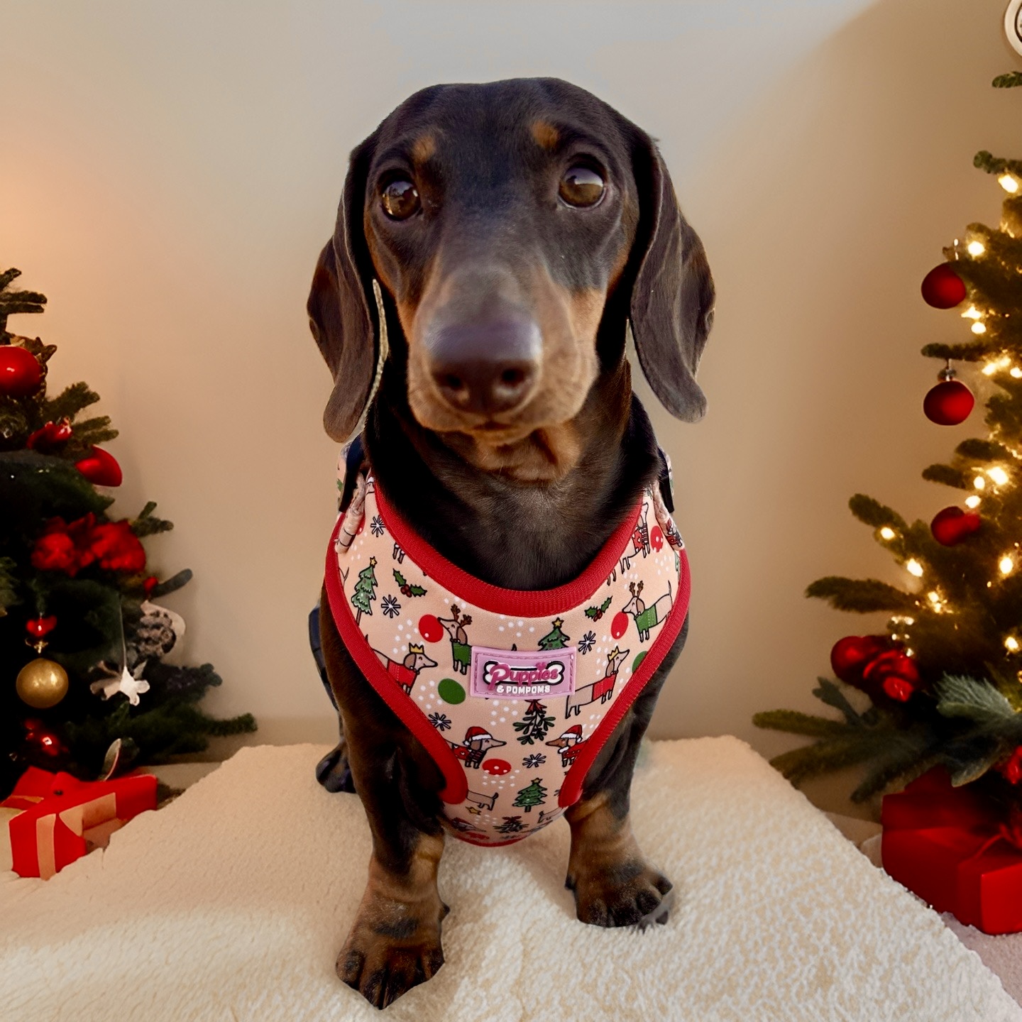 Coleira - Dachshunds de Natal