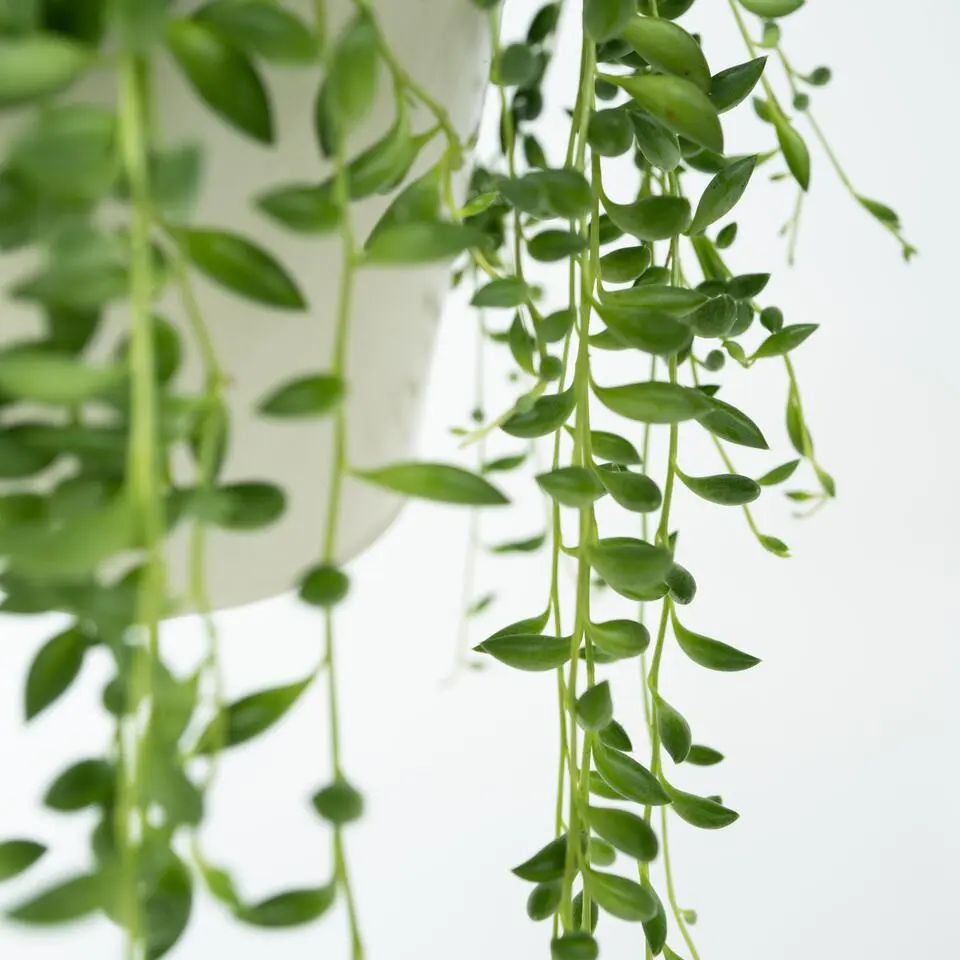 Erwtenplant - Senecio rowleyanus - Hoogte 10-20cm - ⌀12cm
