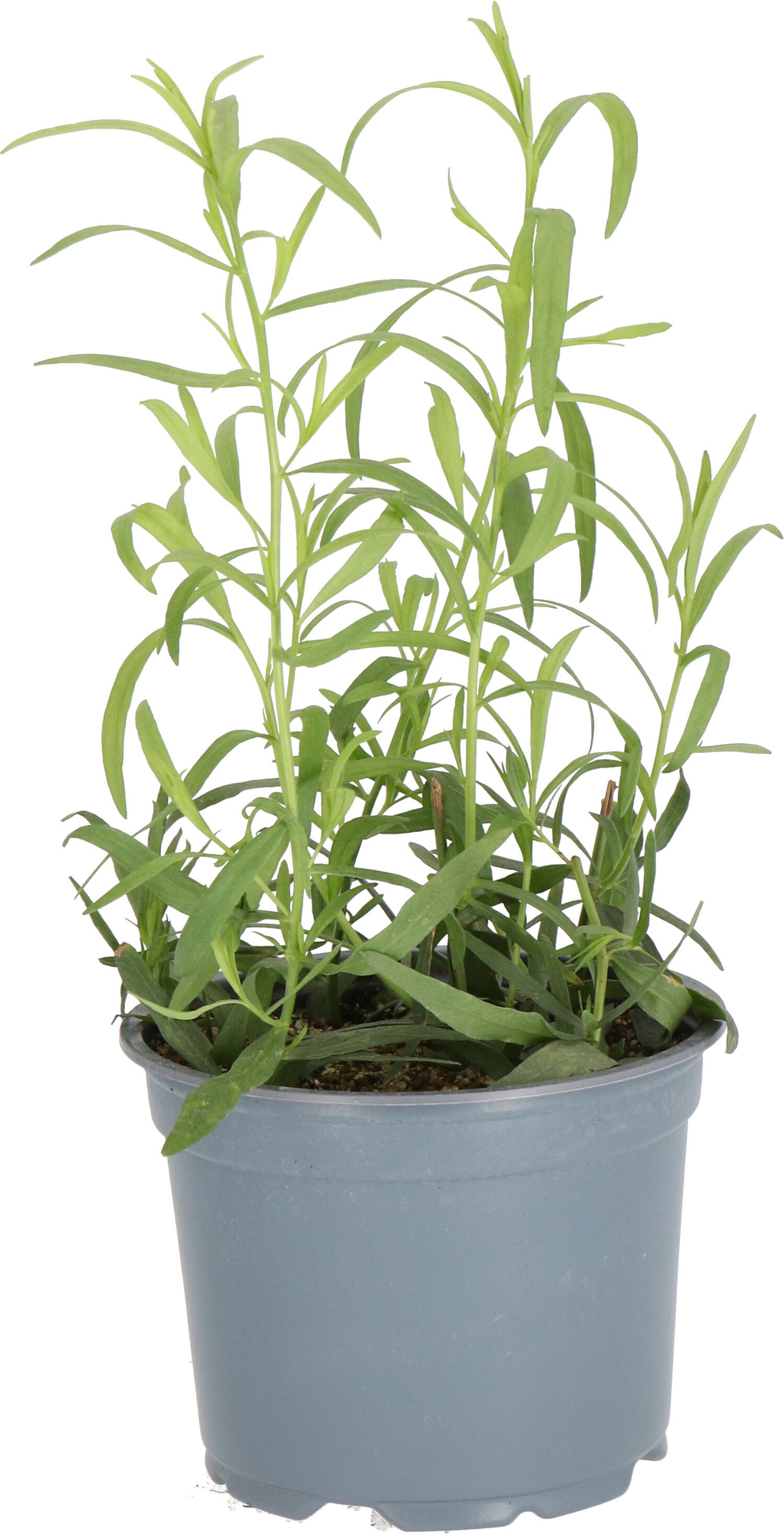 Biologische Dragon (Artemisia dracunculus) D 12 H 10 cm