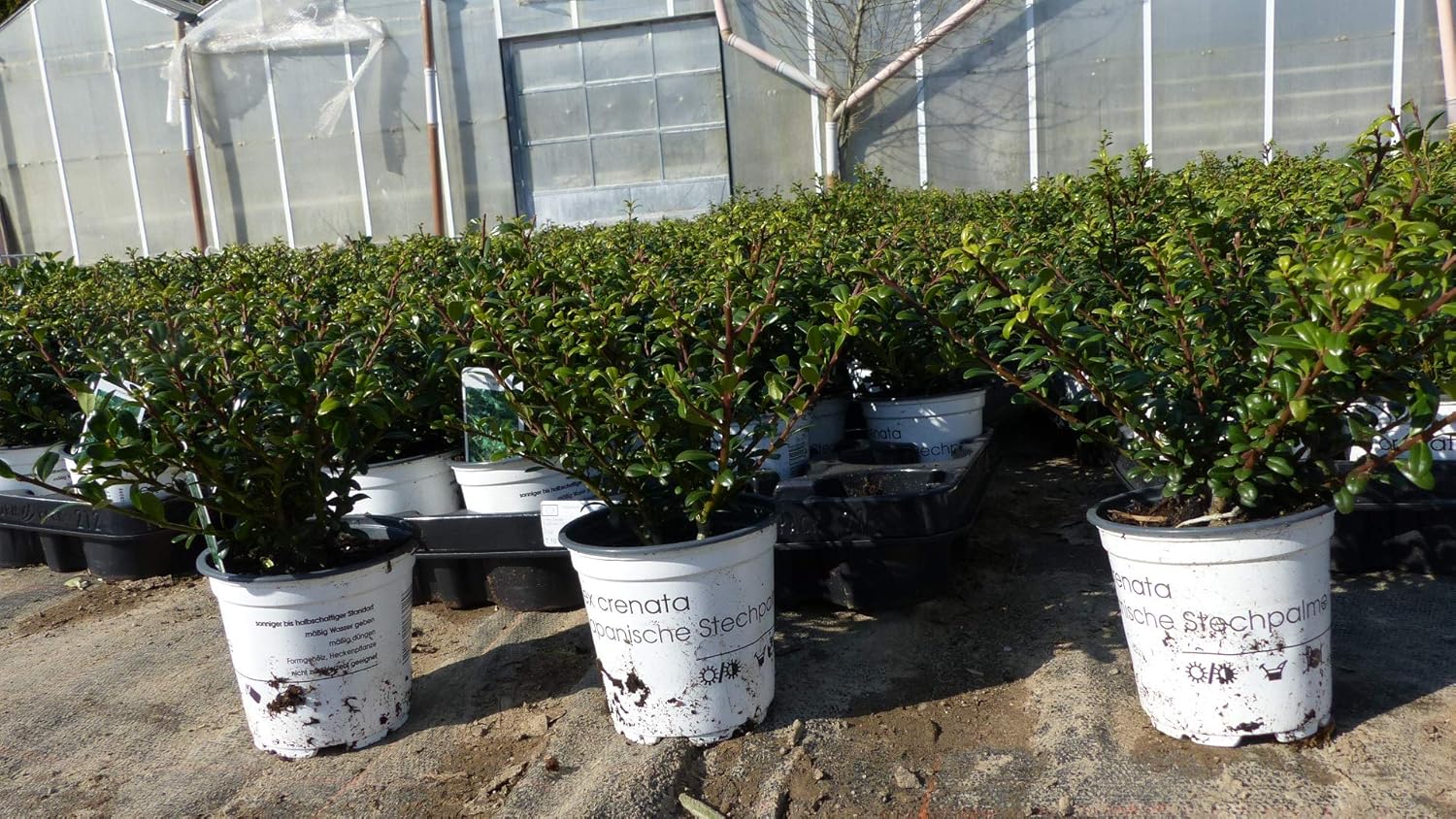 100 Stück Ilex crenata Stokes Heckenpflanze 20 cm Buchsbaum Ersatz winterhart + robust