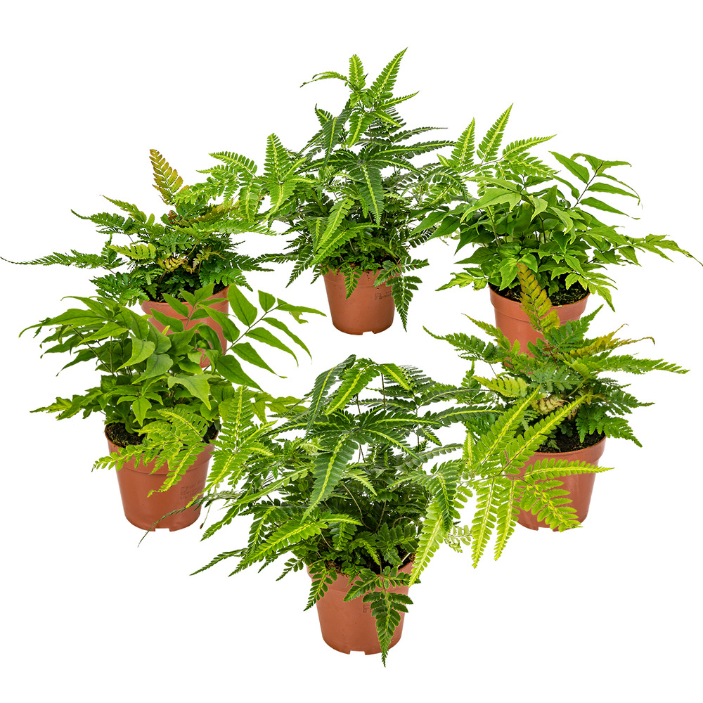 6x fern mix - fougère d'extérieur - fougère - rustique - ⌀12 cm - ↕20-30 cm