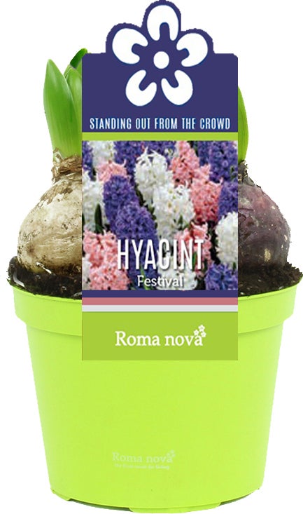 Hyacint (Hyacint Festival) D 12 H 12 cm