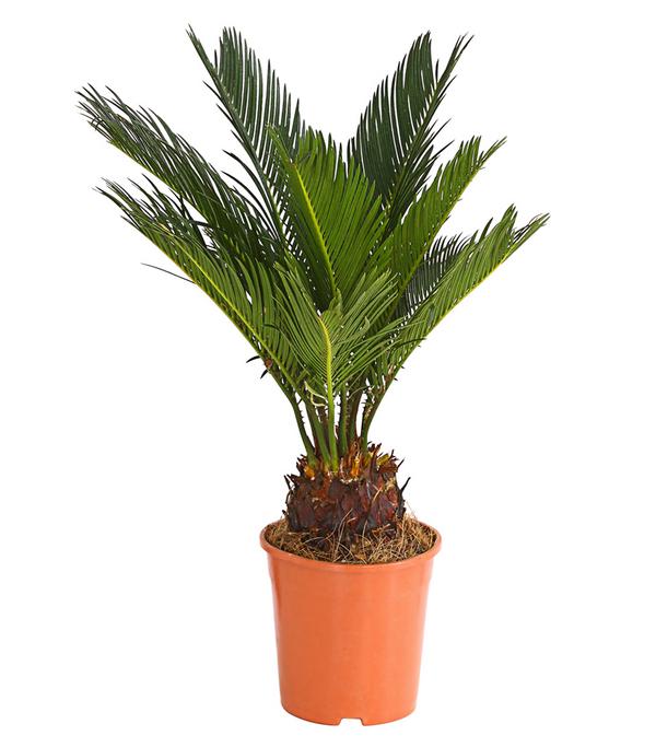 Sagopalmfarn - Cycas revoluta