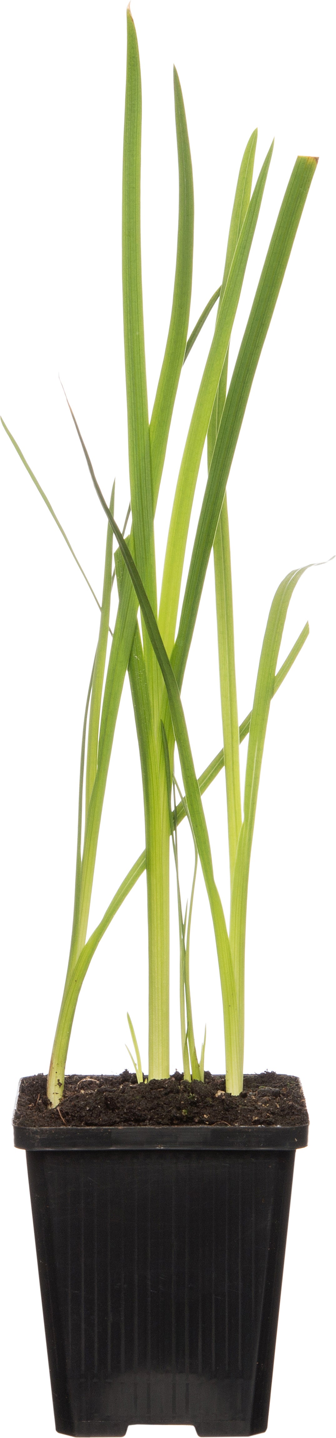 Moerasgladiool (Schizostylis coccinea 'Major') D 9 H 20 cm