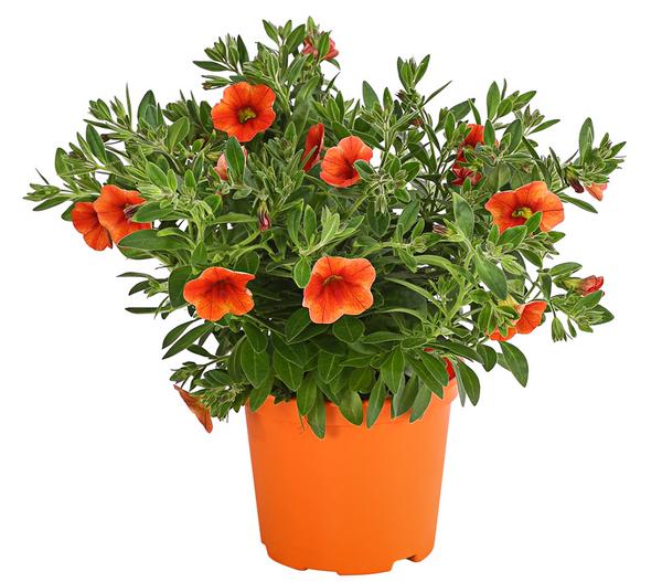 Minihängepetunie, orange