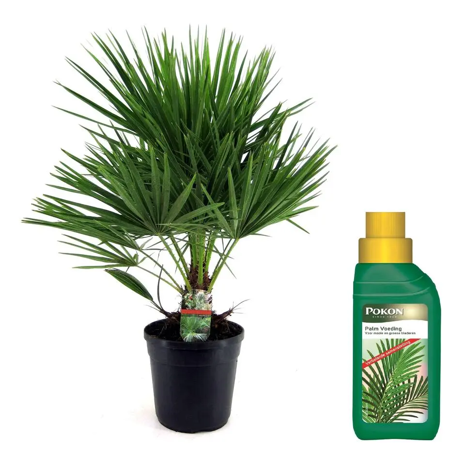 Dwergpalm - Chamaerops humilis - Hoogte 70-80cm - ⌀21cm