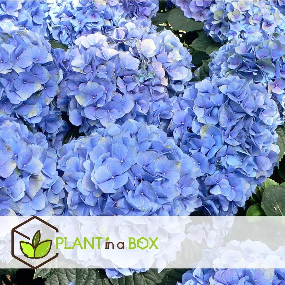 Bolhortensia - Set van 3 - Hydrangea 'Early Blue' - Hoogte 25-40cm - ⌀9cm