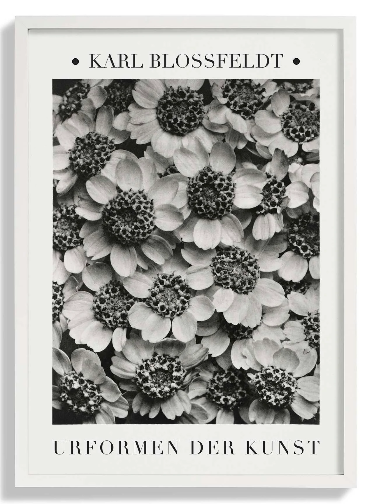 Karl Blossfeldt Photogravüre Nr 2