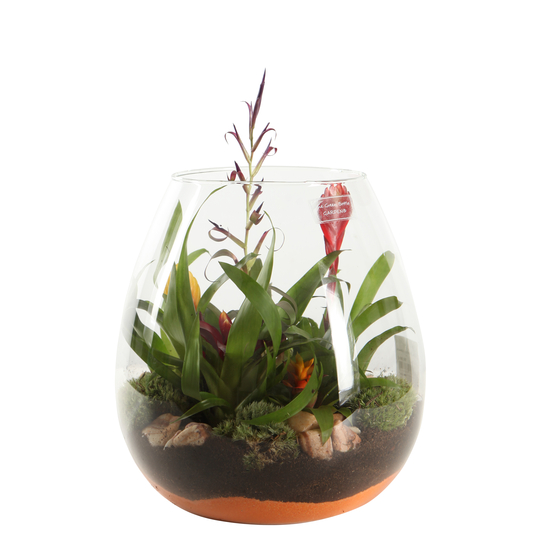 Terrarium Broméliacées : D.28x H.34cm