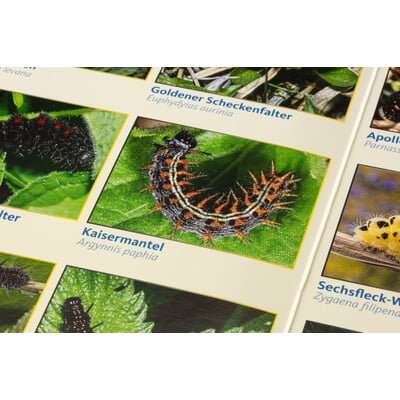 Bestimmungskarten Insekten (3 Stück)