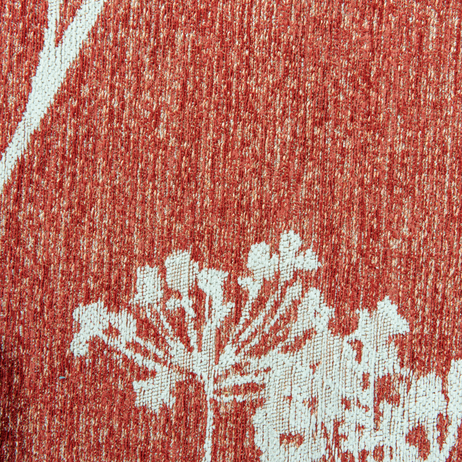9555-PARSLEY-INFLORESCENCE-240x340cm