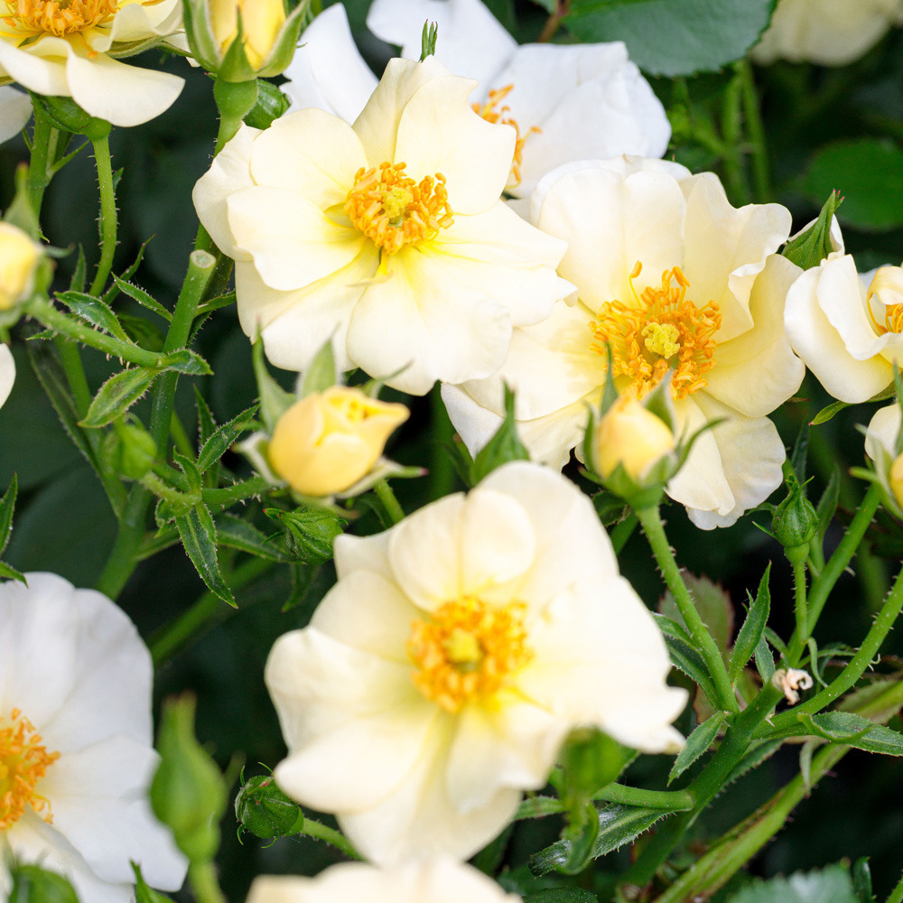 Rosier pretty ® cream meizhakari sans motte
