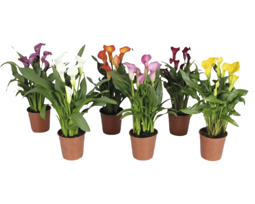 Calla, Zantedeschia MIX FloraSelf H ca. 35 cm Ø 12 cm pot diverse soorten, willekeurige selectie