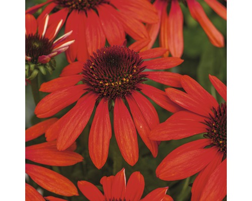 Zonnehoed Mix FloraSelf Echinacea purpurea H 30-40 cm Co 5 L diverse soorten