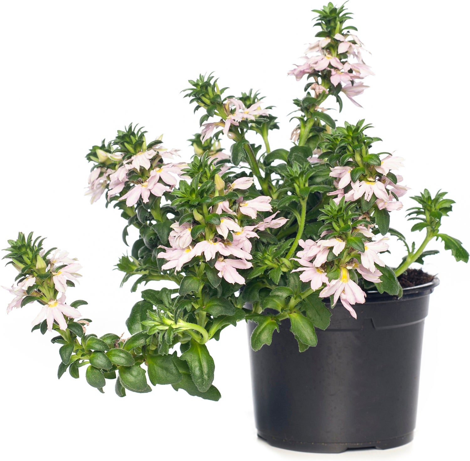 Waaierbloem (Scaevola) roze D 13 H 15 cm
