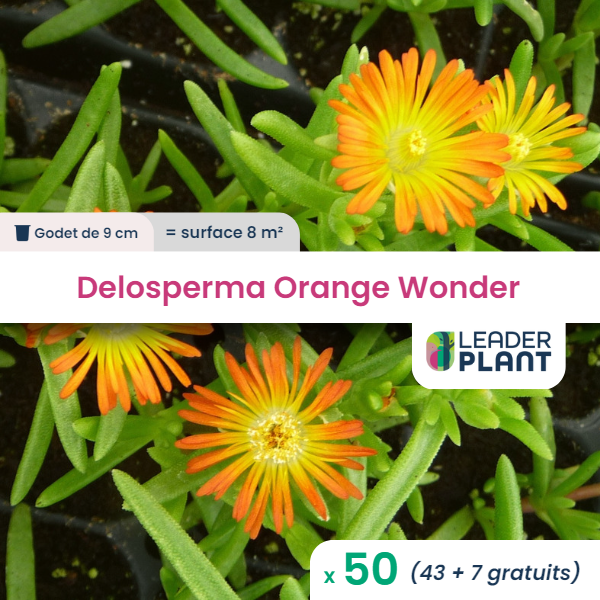 50 x delosperma orange wonder ® en godet