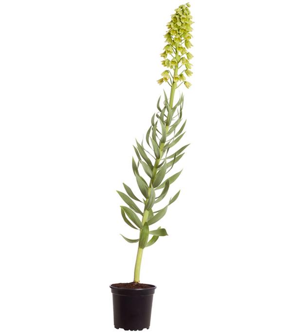 Persische Kaiserkrone