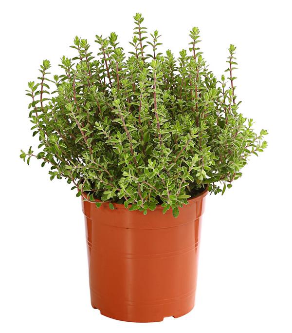 Dehner Gourmet Garten Majoran, einjährig
