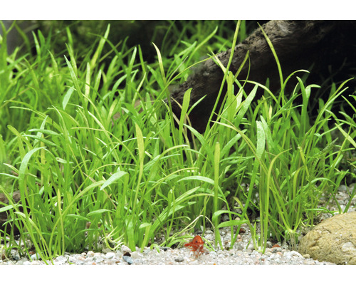 Braziliaanse gras plant - Lilaeopsis brasiliensis In-Vitro